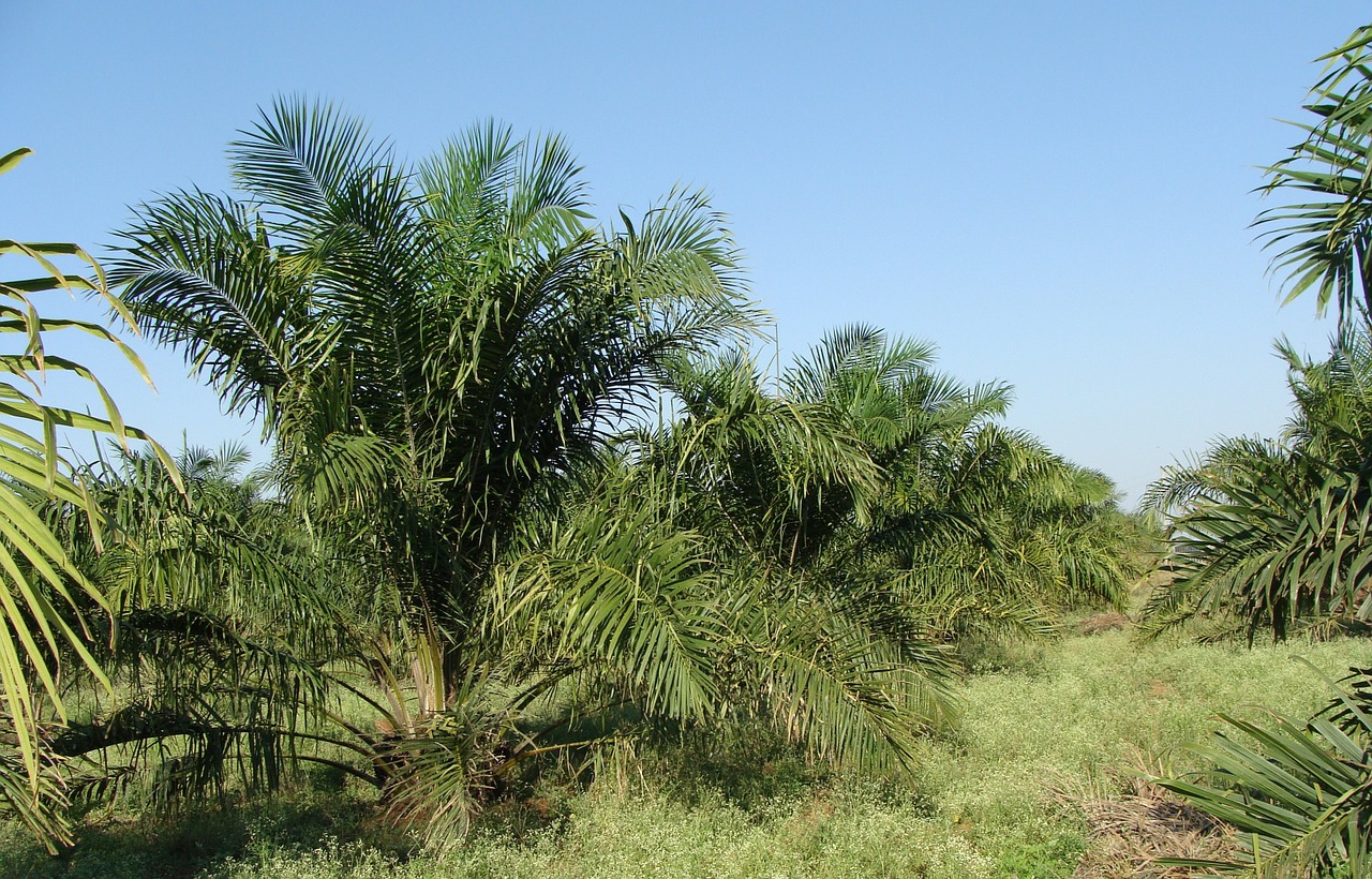 plantaciones-de-palmera-elaeis